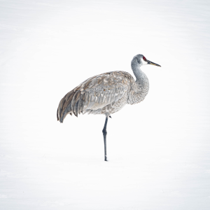 Sandhill Crane in winter