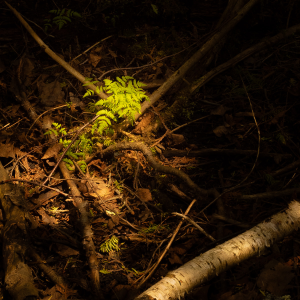 New Growth