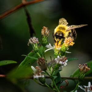 Busy Bee